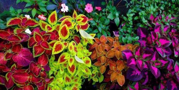 عکس گل های حسن یوسف