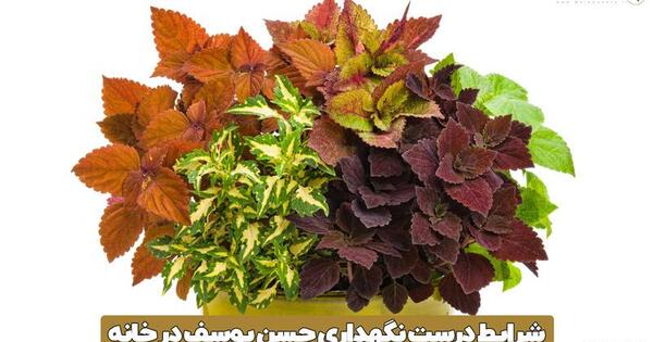 عکس گلدهی حسن یوسف