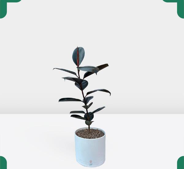 عکس گلدهی حسن یوسف