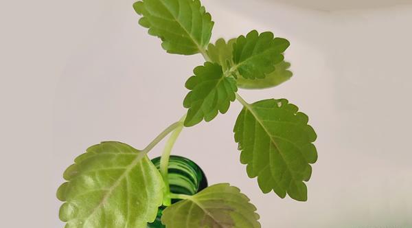 عکس گلدهی حسن یوسف