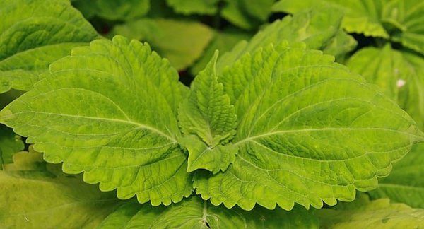 عکس گلدهی حسن یوسف