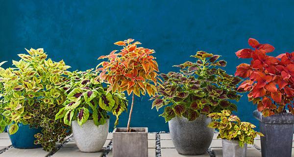 عکس گلدهی حسن یوسف