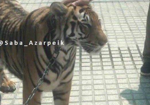 عکس های حسن رعیت