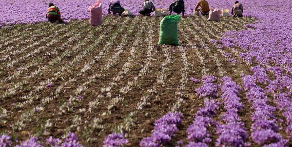 عکس محسن کشاورزی