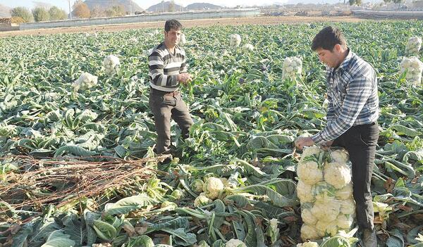 عکس محسن کشاورزی