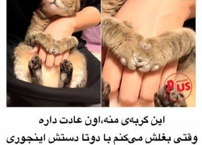 عکس گربه خانگی فیک