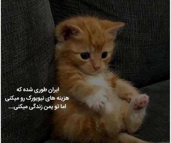 عکس گربه خانگی فیک