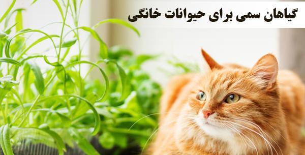 عکس گربه خانگی فیک