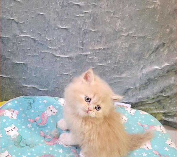 عکس گربه خانگی فیک