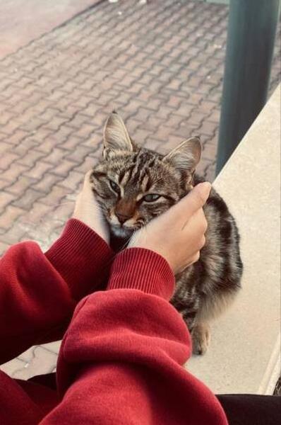 عکس فیک از گربه