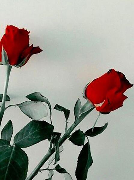عکس فیک شاخه گل