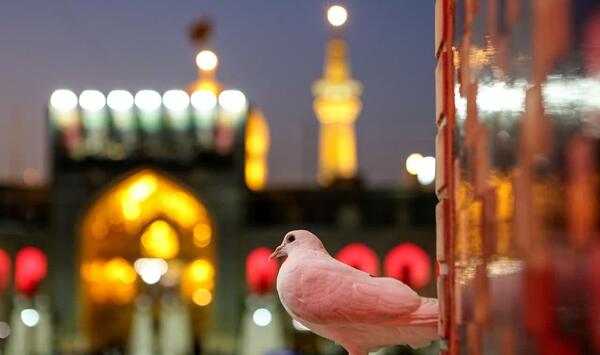 عکس درخت طوبی در بهشت