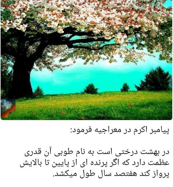 عکس درخت طوبی در بهشت