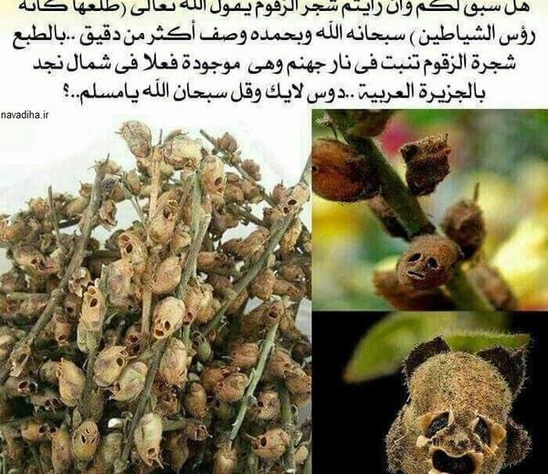 عکس درخت طوبی در بهشت
