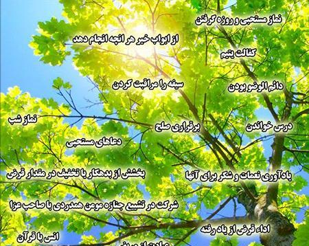 عکس درخت طوبی در بهشت