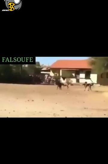عکس طنطل سیاه