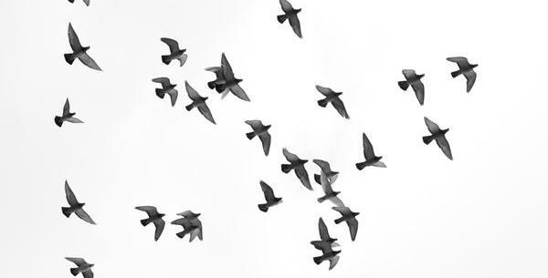 عکس طنطل سیاه