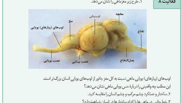 عکس چشم زیست یازدهم