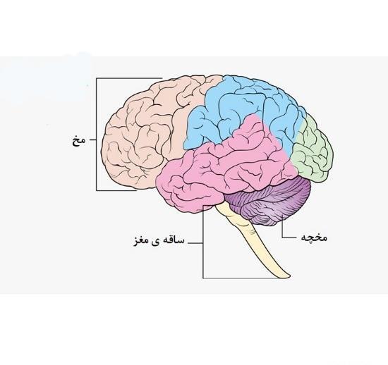 عکس چشم کتاب زیست یازدهم