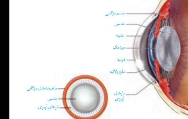 عکس چشم کتاب زیست یازدهم