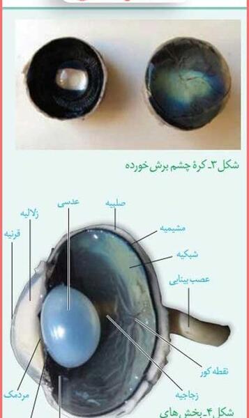 عکس چشم کتاب زیست یازدهم