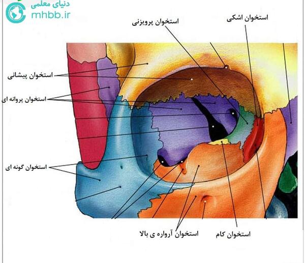 عکس چشم کتاب زیست یازدهم