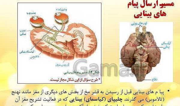 عکس کره چشم زیست یازدهم