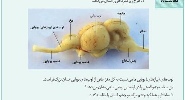 عکس کره چشم زیست یازدهم