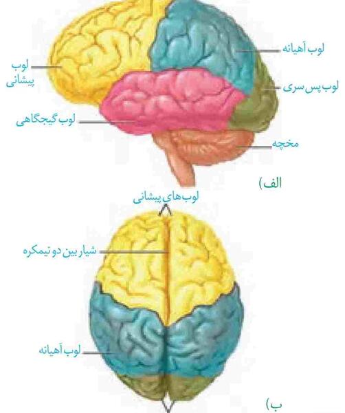 عکس کره چشم زیست یازدهم