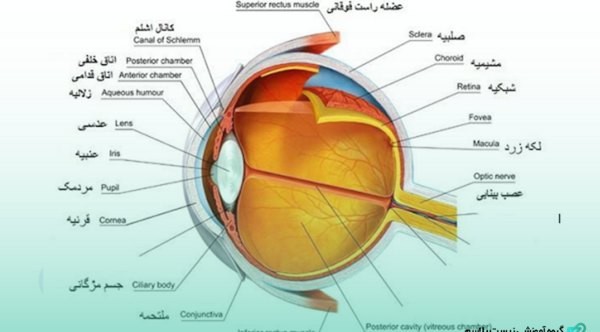 عکس کره چشم زیست یازدهم