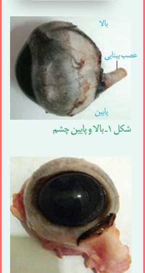عکس کره چشم زیست یازدهم