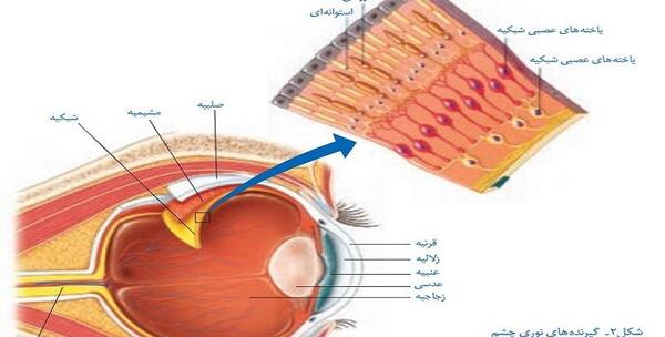 عکس کره چشم زیست یازدهم