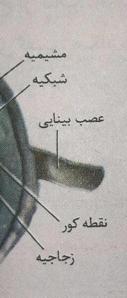 عکس ساختار چشم زیست یازدهم