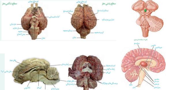 عکس ساختار چشم زیست یازدهم