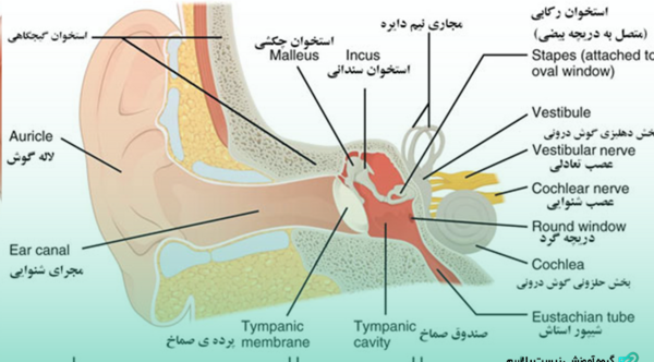 عکس ساختار چشم زیست یازدهم