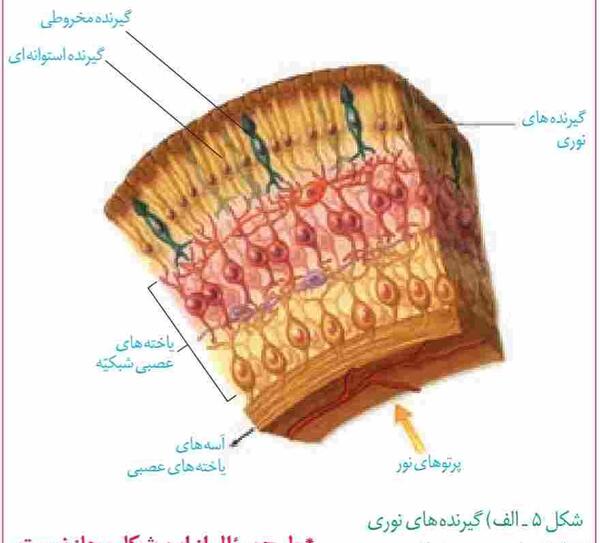 عکس ساختار چشم زیست یازدهم