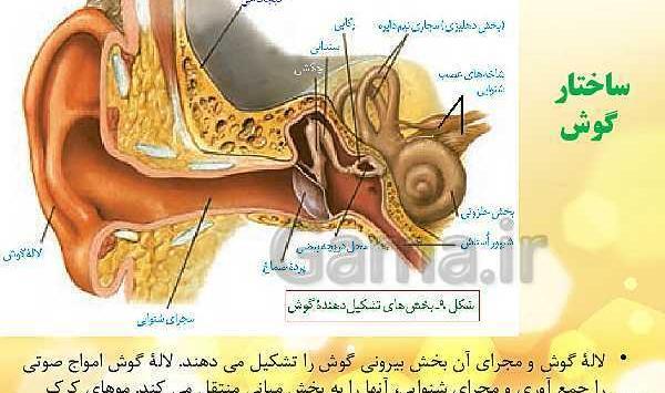 عکس ساختار چشم زیست یازدهم