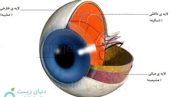 عکس ساختار چشم زیست یازدهم