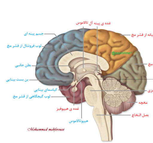 عکس ساختار چشم زیست یازدهم
