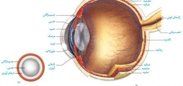 عکس ساختار چشم زیست یازدهم