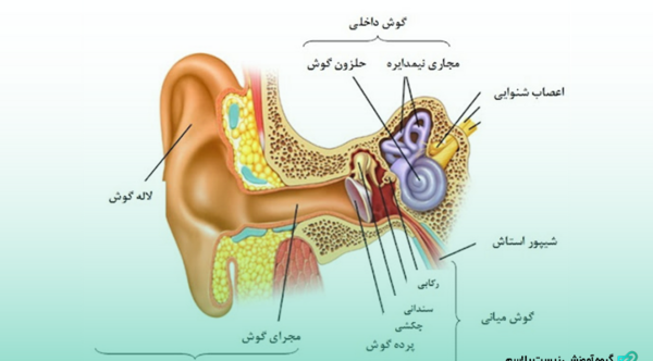 عکس ساختار چشم زیست یازدهم