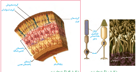 عکس ساختار چشم زیست یازدهم