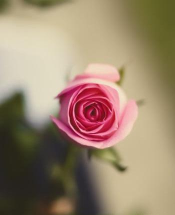 عکس گل برای وضعیت واتساپ