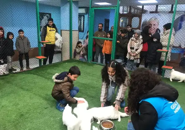 عکس خانه گربه ها در وان