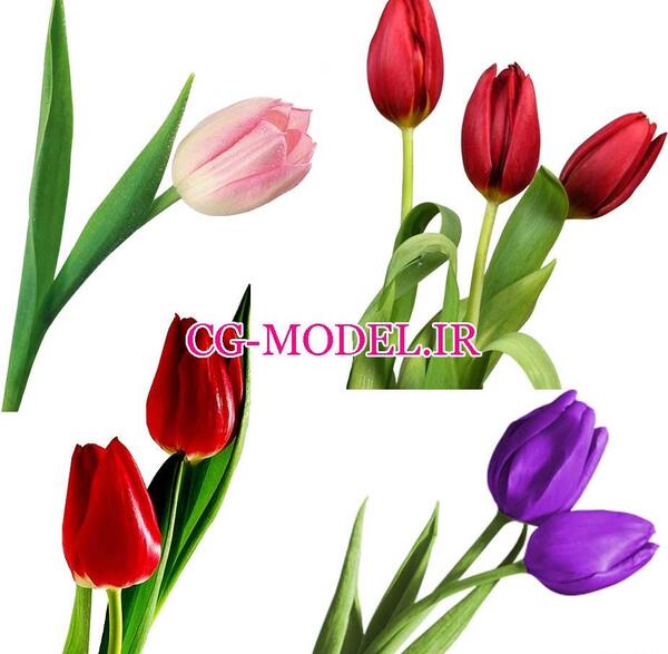عکس استیکر گل لاله
