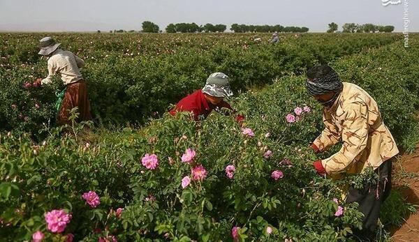 عکس استیکر گل محمدی