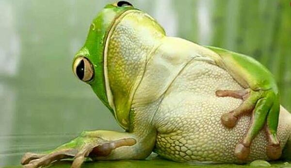 عکس های استیکر قورباغه