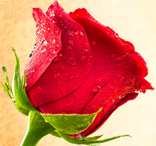عکس استیکر گل برای واتساپ