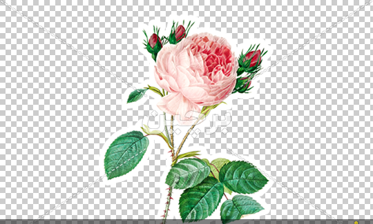 عکس گل استیکری