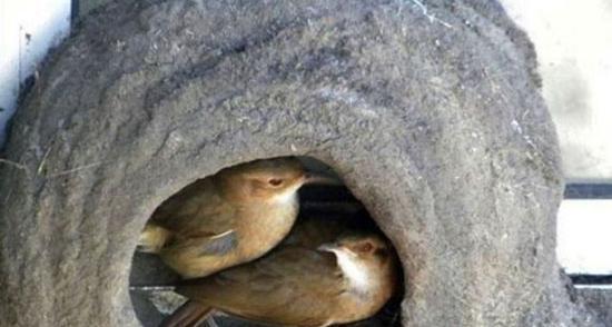 عکس از لانه گنجشک
